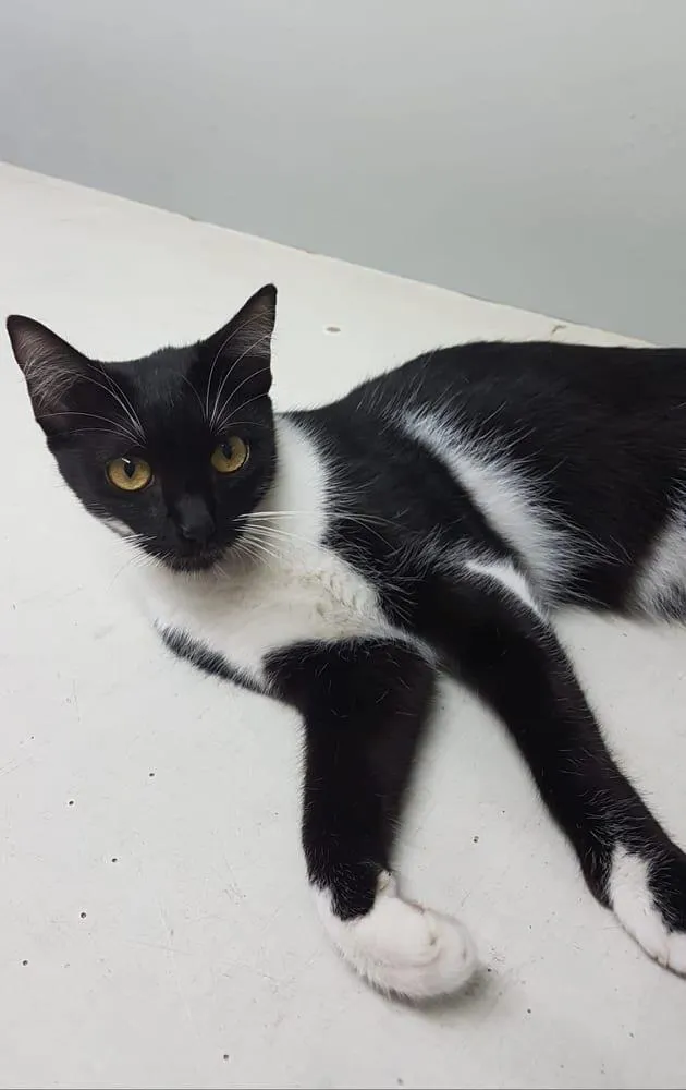 Gato raça SRD-ViraLata idade 1 ano nome Lucy