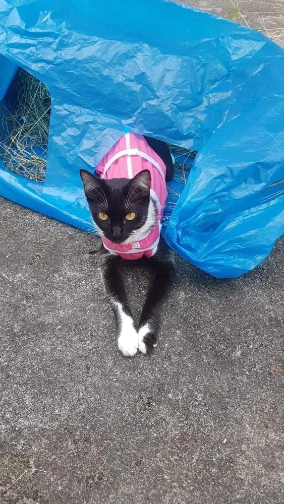 Gato raça SRD-ViraLata idade 1 ano nome Lucy