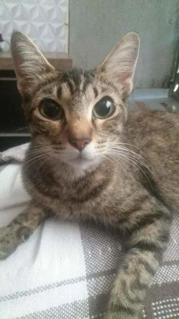 Gato ra a SRD  idade 1 ano nome Sem nome 