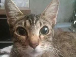 Gato raça SRD  idade 1 ano nome Sem nome 