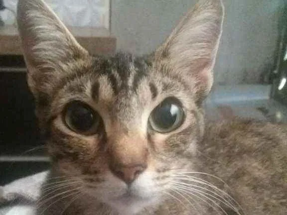 Gato ra a SRD  idade 1 ano nome Sem nome 