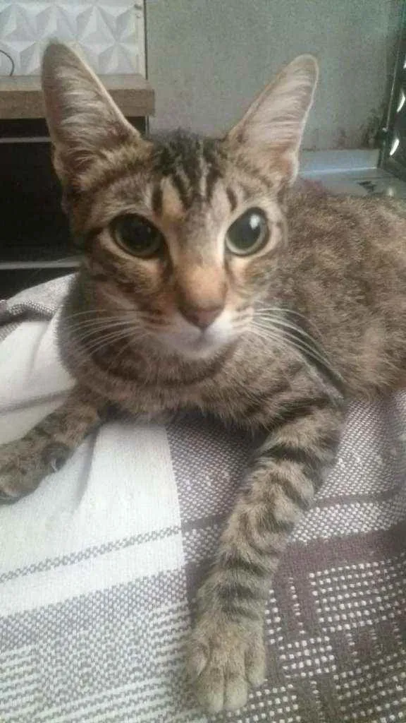 Gato ra a SRD  idade 1 ano nome Sem nome 