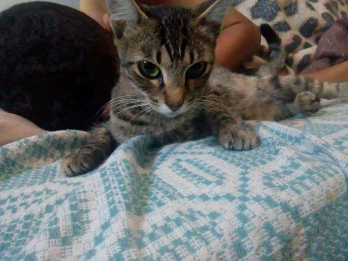 Gato ra a SRD  idade 1 ano nome Sem nome 