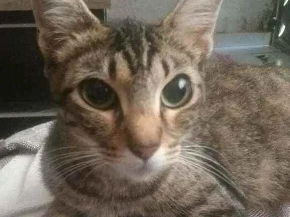 Gato ra a SRD  idade 1 ano nome Sem nome 