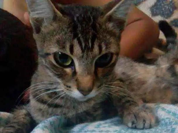 Gato ra a SRD  idade 1 ano nome Sem nome 