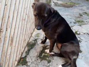 Cachorro raça SRD idade 1 ano nome Mel