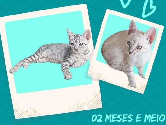 Gato ra a  idade 2 a 6 meses nome Filhotes