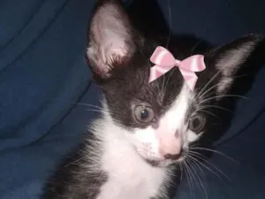 Gato raça Sem raça  idade Abaixo de 2 meses nome Gatinhos para adoção