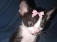 Gatinhos para adoção