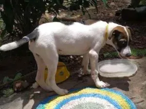 Cachorro raça Vira Lata com PitBull idade 2 a 6 meses nome Sem nome
