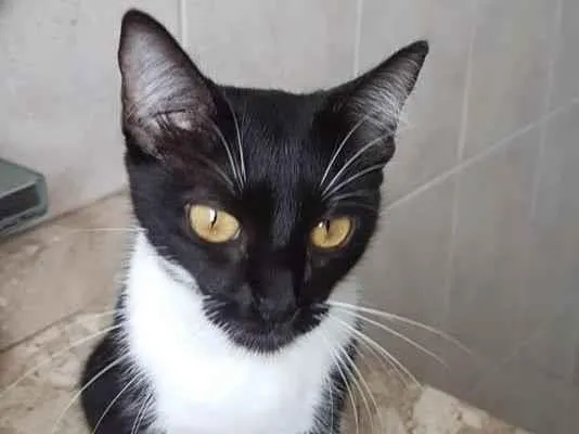 Gato raça SRD-ViraLata idade 1 ano nome Lucy