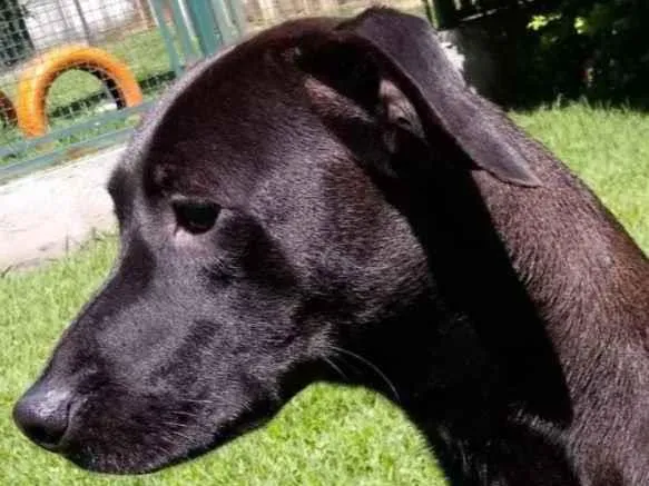 Cachorro raça Mestiça galgo  idade 1 ano nome Lilitch 