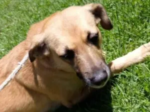 Cachorro raça Vira lata  idade 3 anos nome Adriana 