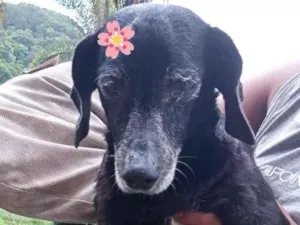 Cachorro raça  idade  nome Lucy