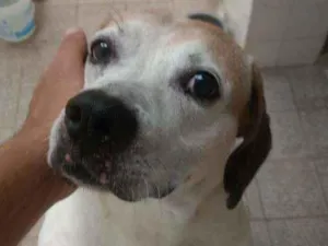 Cachorro raça Srd idade 6 ou mais anos nome Branco