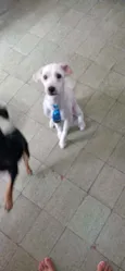 Bob