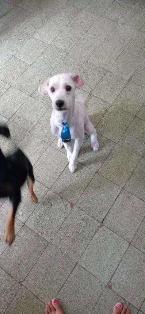 Cachorro ra a Poodle idade 1 ano nome Bob