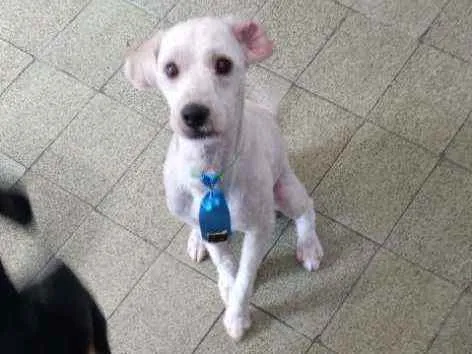 Cachorro ra a Poodle idade 1 ano nome Bob