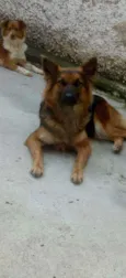 Mel