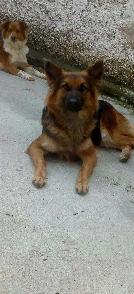 Cachorro ra a Pastor alemão idade 4 anos nome Mel