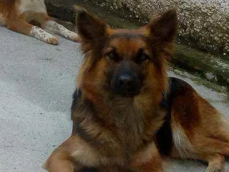 Cachorro ra a Pastor alemão idade 4 anos nome Mel
