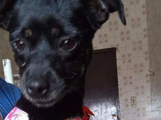 Cachorro ra a Pinscher idade 6 ou mais anos nome Tina