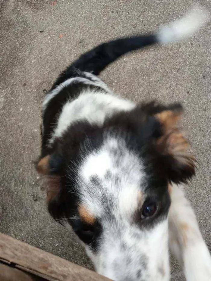 Cachorro ra a Indefinida idade 2 a 6 meses nome Escolher