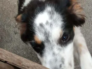 Cachorro raça Indefinida idade 2 a 6 meses nome Escolher