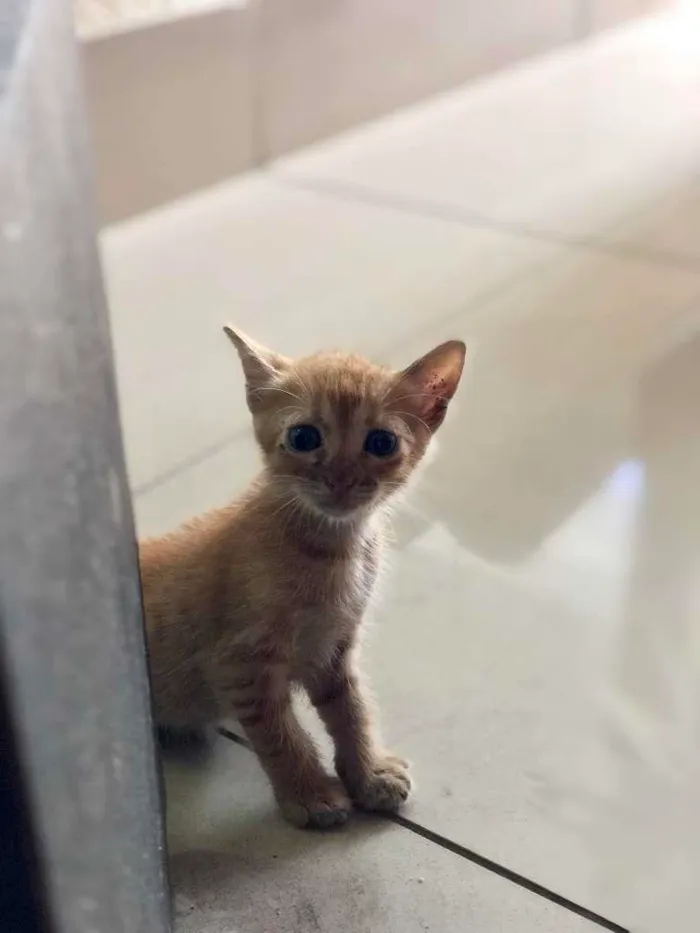 Gato raça N IDENFITICADA idade Abaixo de 2 meses nome SEM NOME
