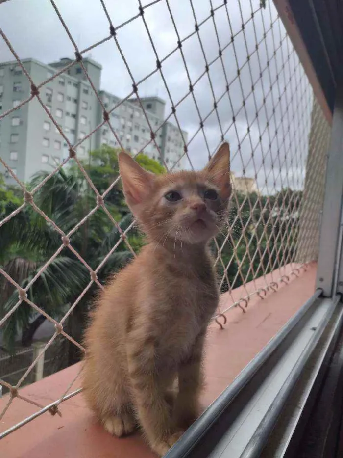 Gato ra a SRD idade 2 a 6 meses nome Ted