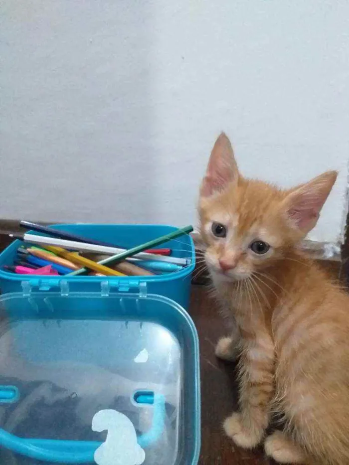 Gato ra a SRD idade 2 a 6 meses nome Ted