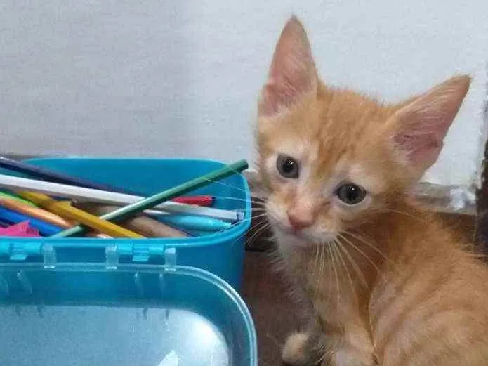 Gato ra a SRD idade 2 a 6 meses nome Ted
