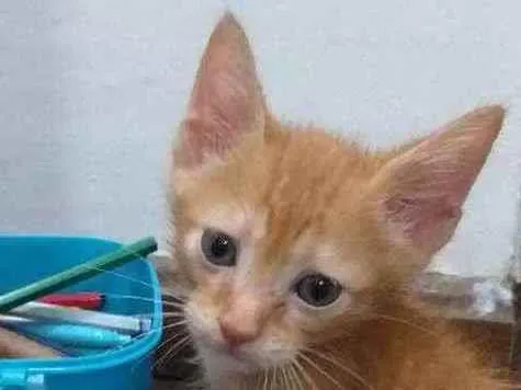 Gato ra a SRD idade 2 a 6 meses nome Ted