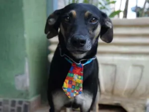 Cachorro raça SRD-ViraLata idade 1 ano nome Neguinho