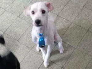 Cachorro raça Poodle idade 1 ano nome Bob