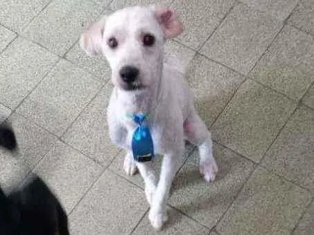 Cachorro ra a Poodle idade 1 ano nome Bob