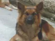 Mel