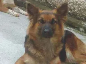 Cachorro raça Pastor alemão idade 4 anos nome Mel