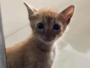 Gato raça N IDENFITICADA idade Abaixo de 2 meses nome SEM NOME