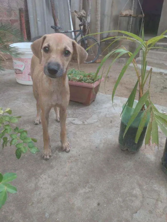 Cachorro ra a Sem raça  idade 7 a 11 meses nome Sem nome