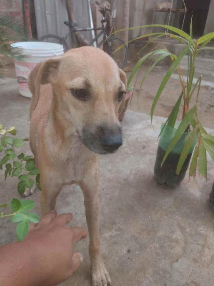 Cachorro ra a Sem raça  idade 7 a 11 meses nome Sem nome