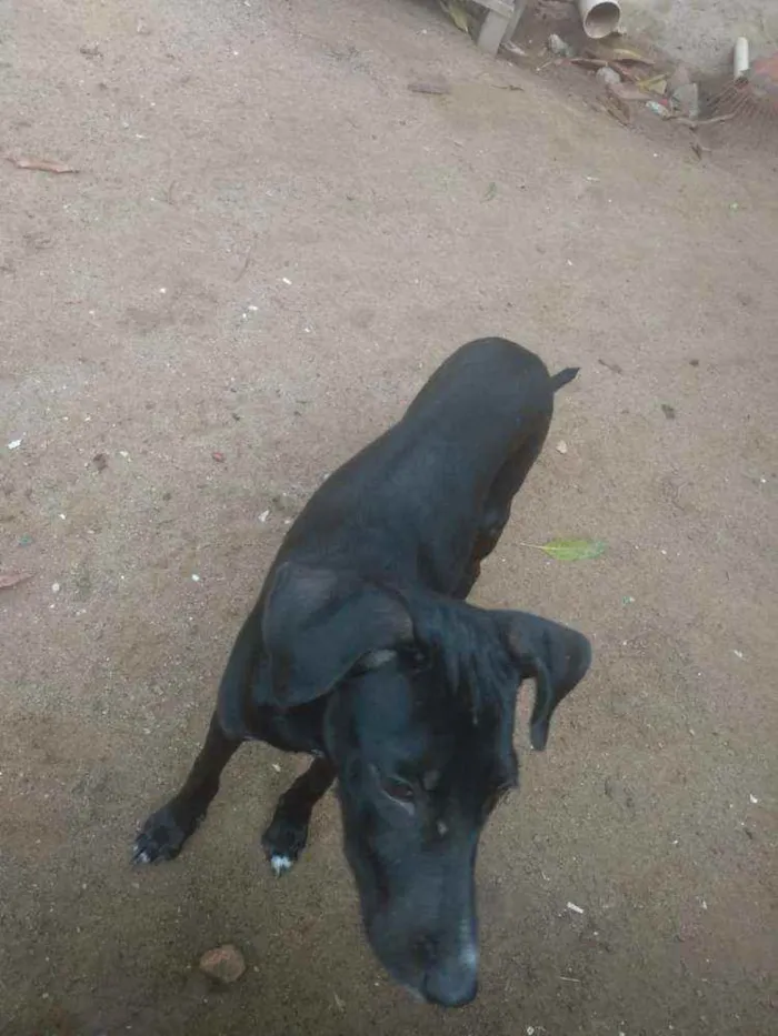 Cachorro ra a Sem raça  idade 7 a 11 meses nome Sem nome