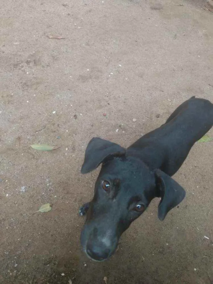 Cachorro ra a Sem raça  idade 7 a 11 meses nome Sem nome