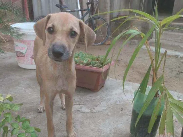 Cachorro ra a Sem raça  idade 7 a 11 meses nome Sem nome