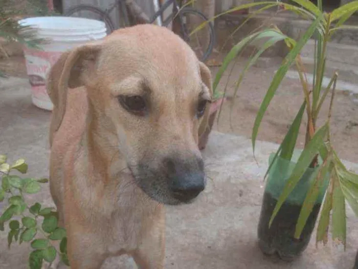 Cachorro ra a Sem raça  idade 7 a 11 meses nome Sem nome