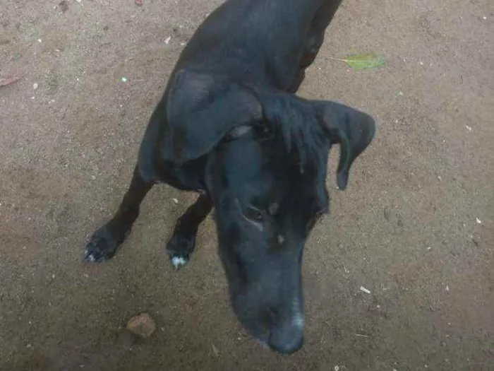 Cachorro ra a Sem raça  idade 7 a 11 meses nome Sem nome