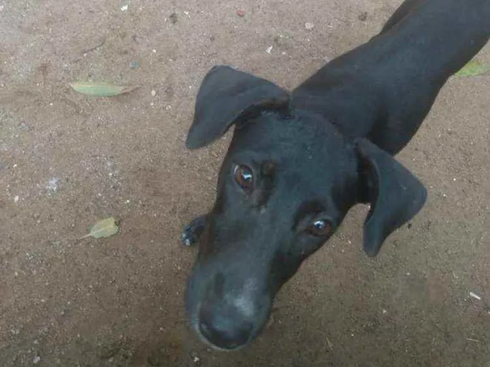 Cachorro ra a Sem raça  idade 7 a 11 meses nome Sem nome