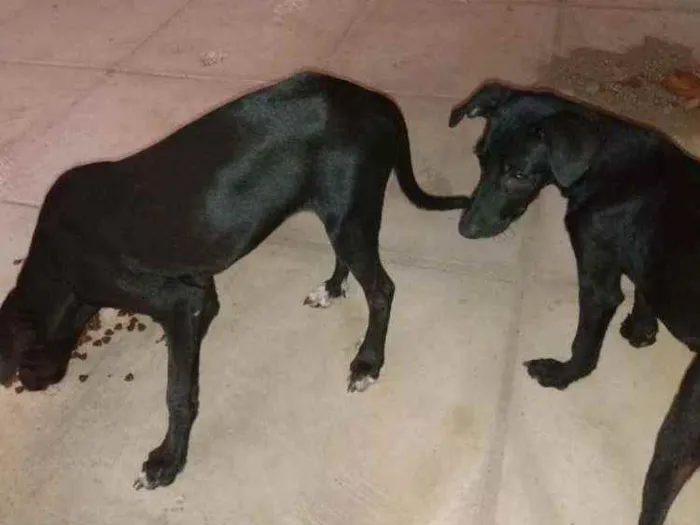 Cachorro ra a Sem raça  idade 7 a 11 meses nome Sem nome