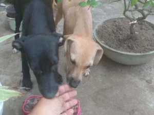 Cachorro raça Sem raça  idade 7 a 11 meses nome Sem nome