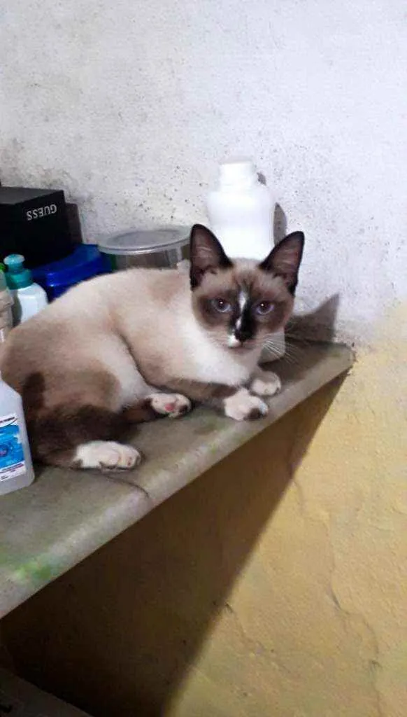 Gato ra a Srd idade 2 a 6 meses nome Lily 